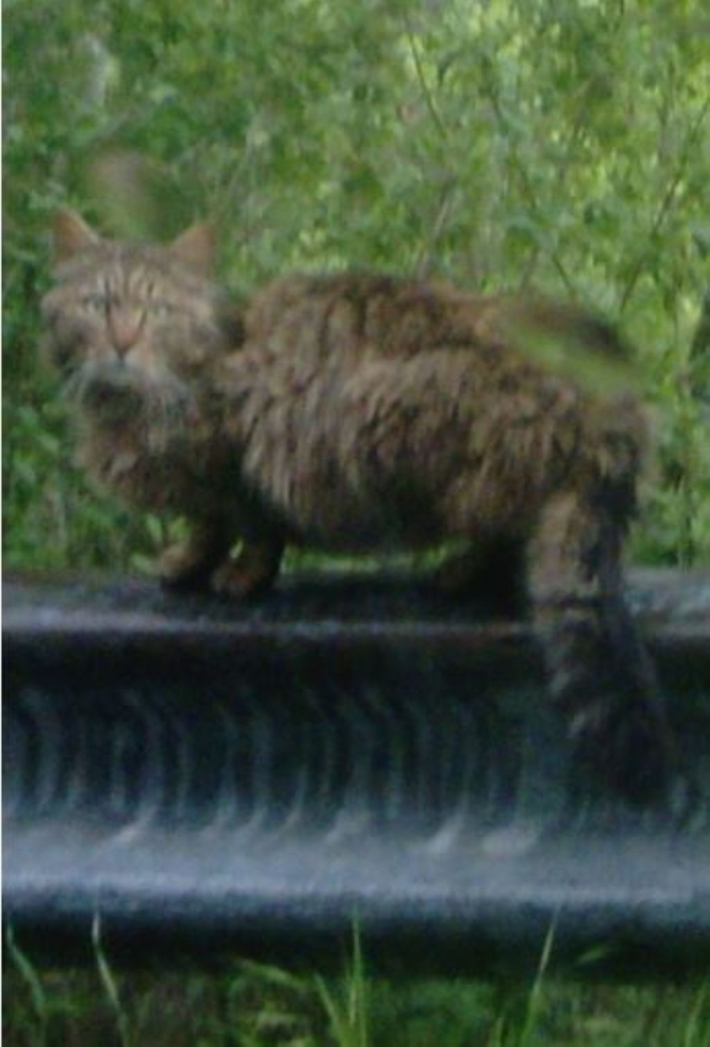 Avvistamento possibile gatto selvatico