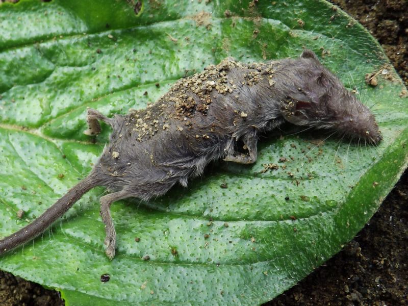 Suncus etruscus