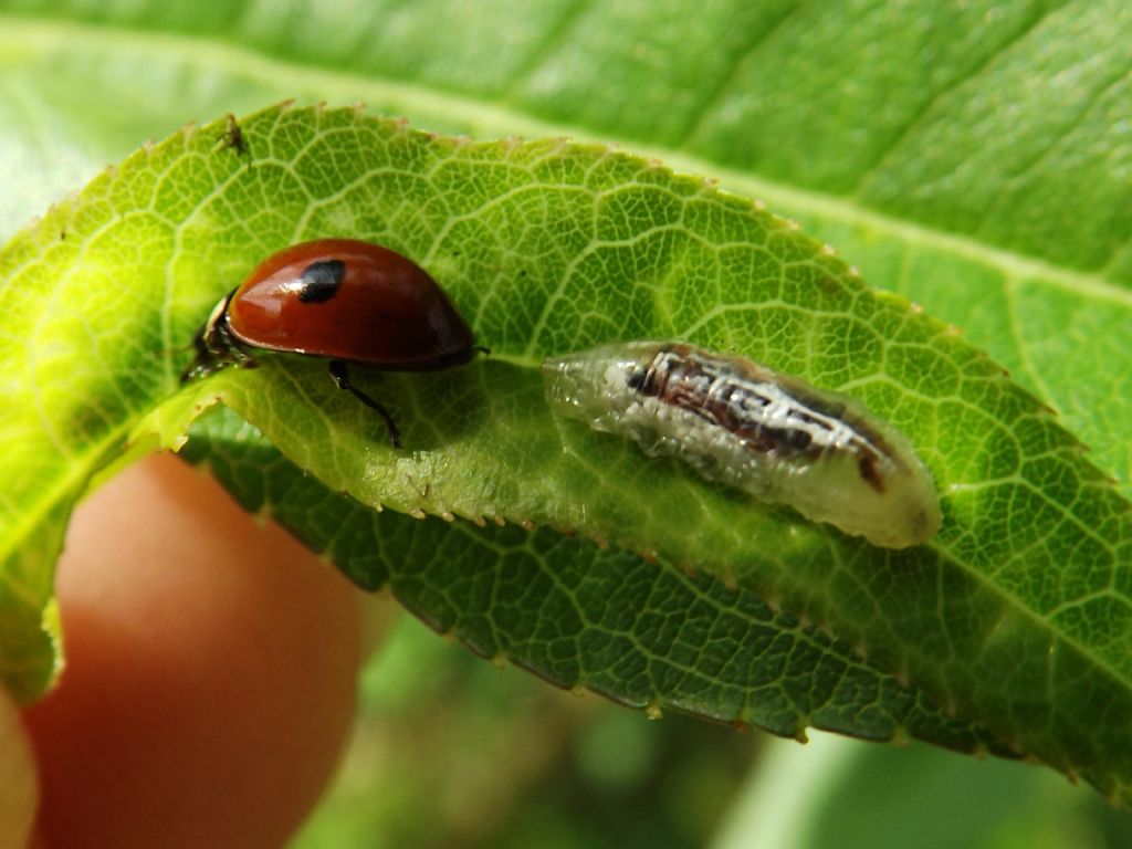 Adalia bipunctata e larva di Episyrphus balteatus