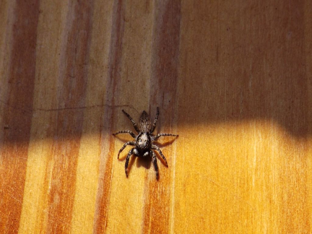 Menemerus sp.; Menemerus semilimbatus - Castelnuovo di Porto