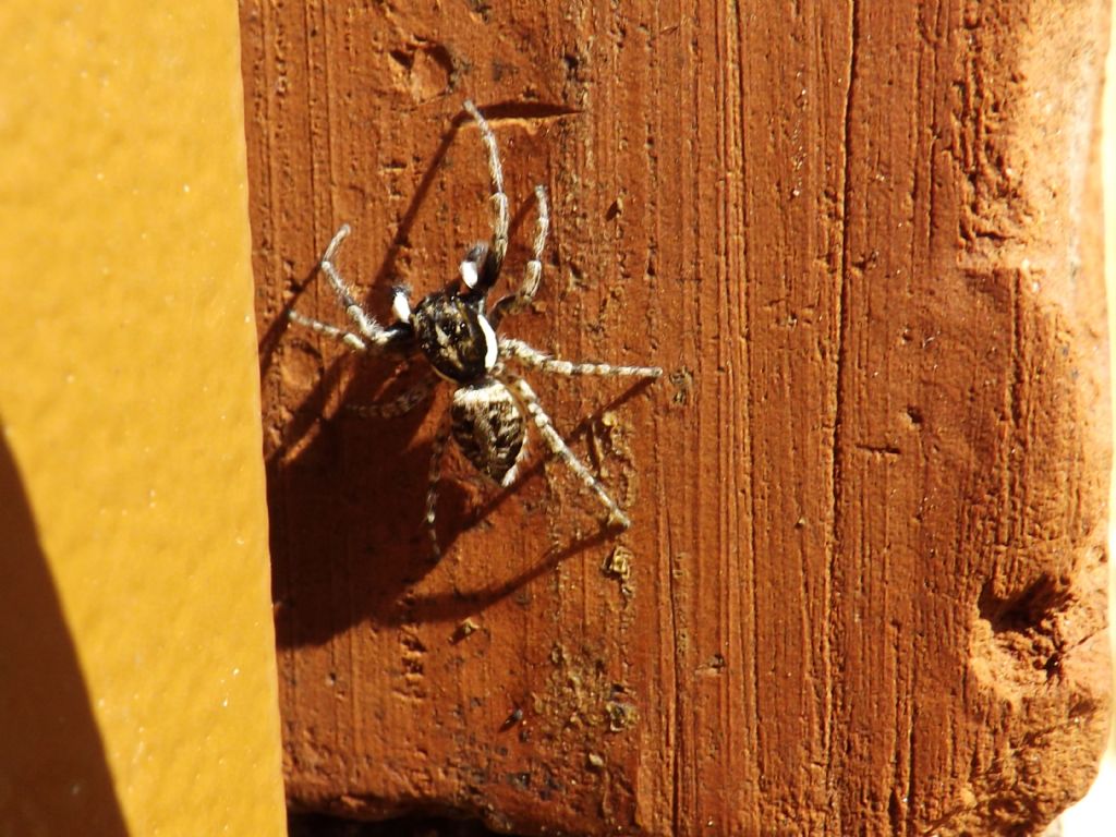 Menemerus sp.; Menemerus semilimbatus - Castelnuovo di Porto