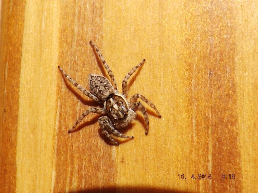 Menemerus sp.; Menemerus semilimbatus - Castelnuovo di Porto