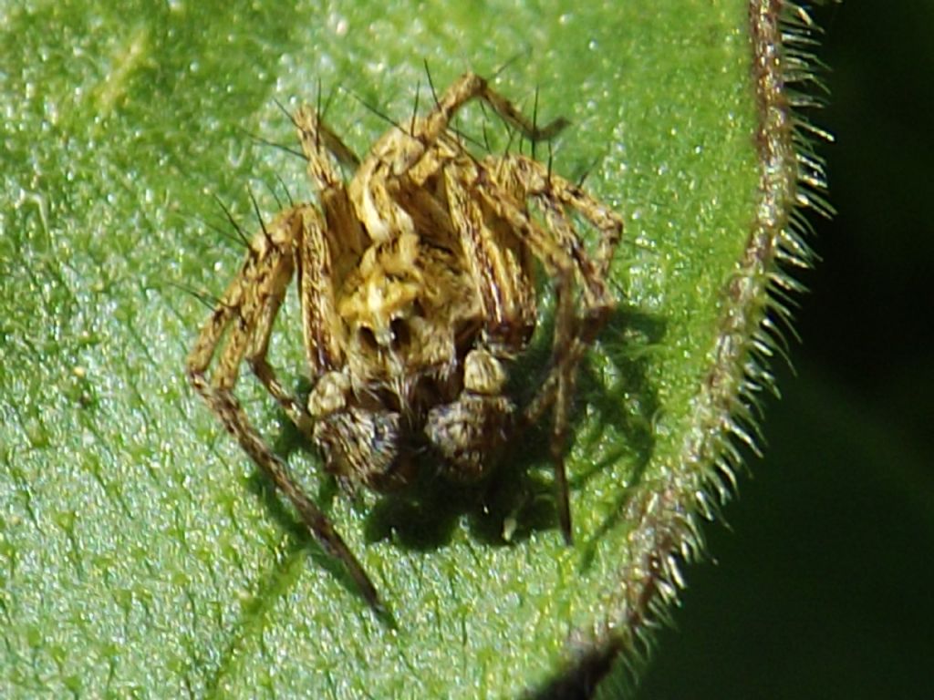 Oxyopes sp. - Castelnuovo di Porto (RM)