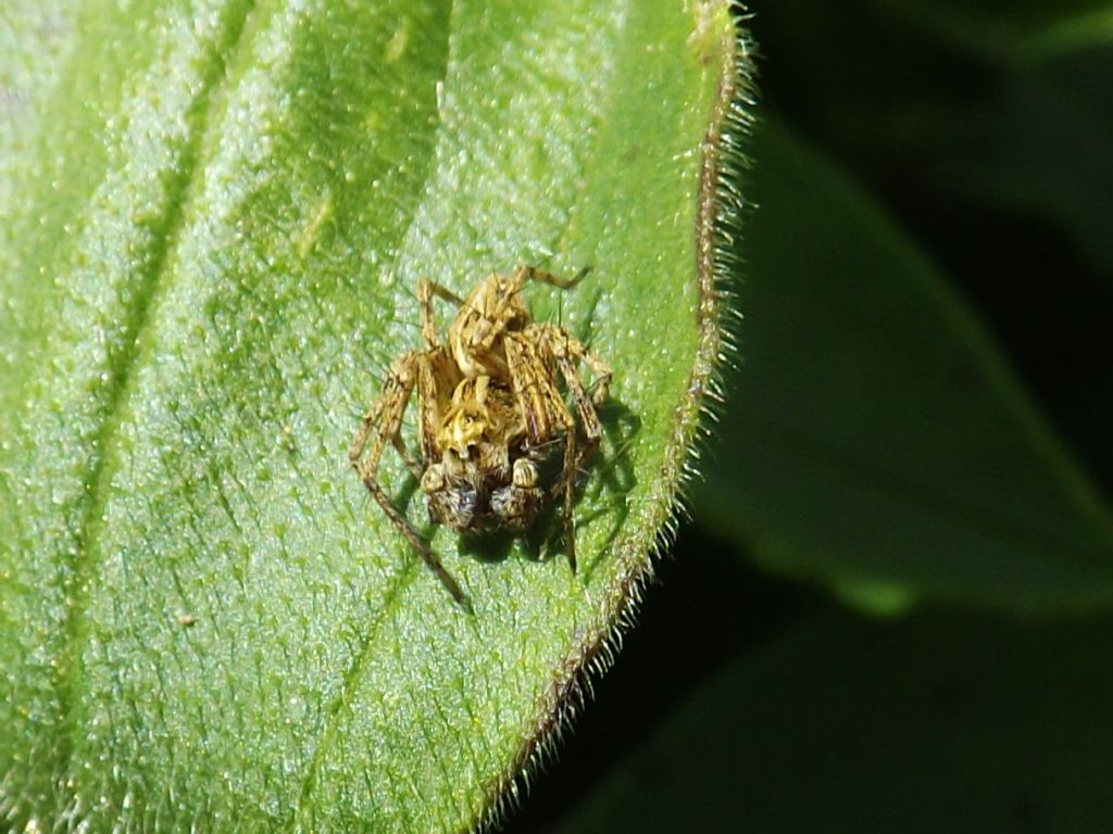 Oxyopes sp. - Castelnuovo di Porto (RM)