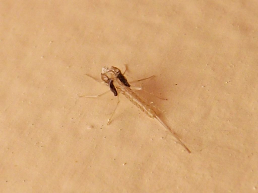 Exuvia e neosfarfallato di Cloeon cognatum