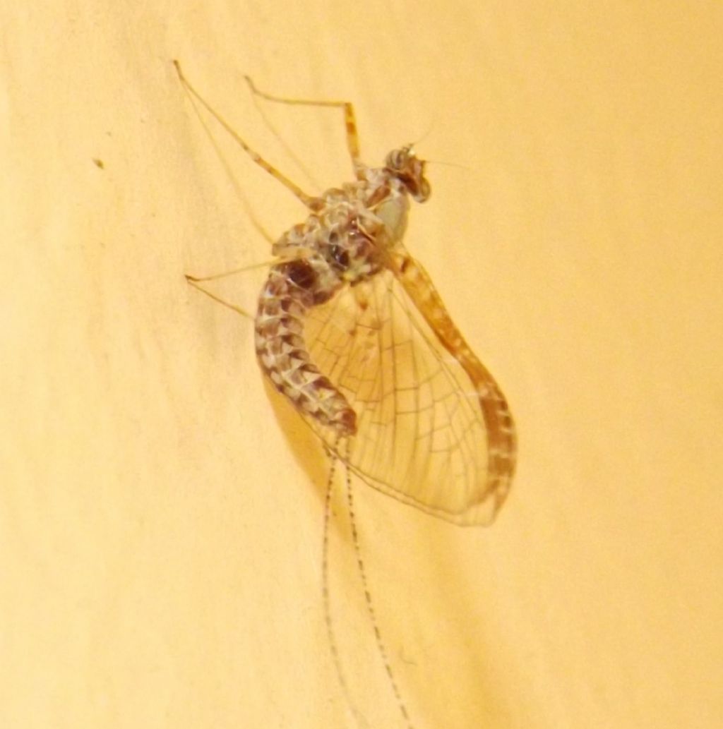 Exuvia e neosfarfallato di Cloeon cognatum