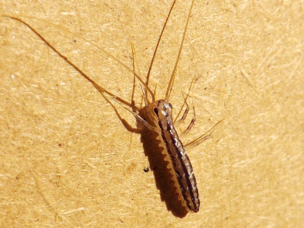 larva? No. Scutigera coleoptrata mutilata