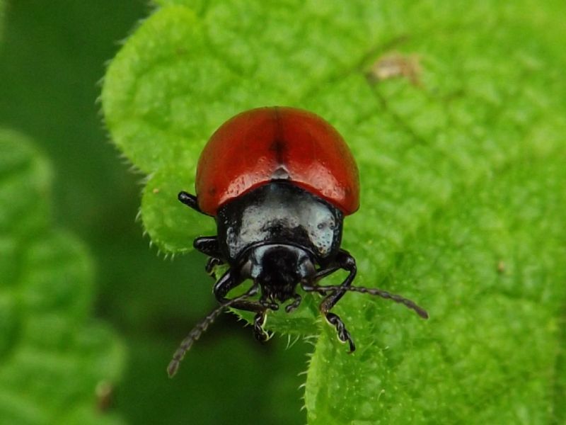 chrysolina ma quale: C. lutea