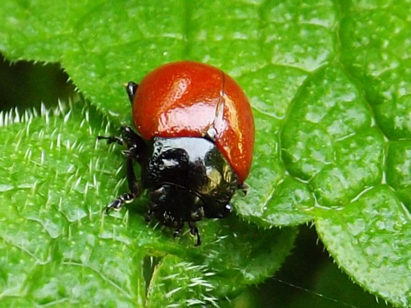chrysolina ma quale: C. lutea