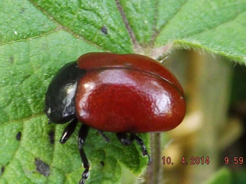 chrysolina ma quale: C. lutea