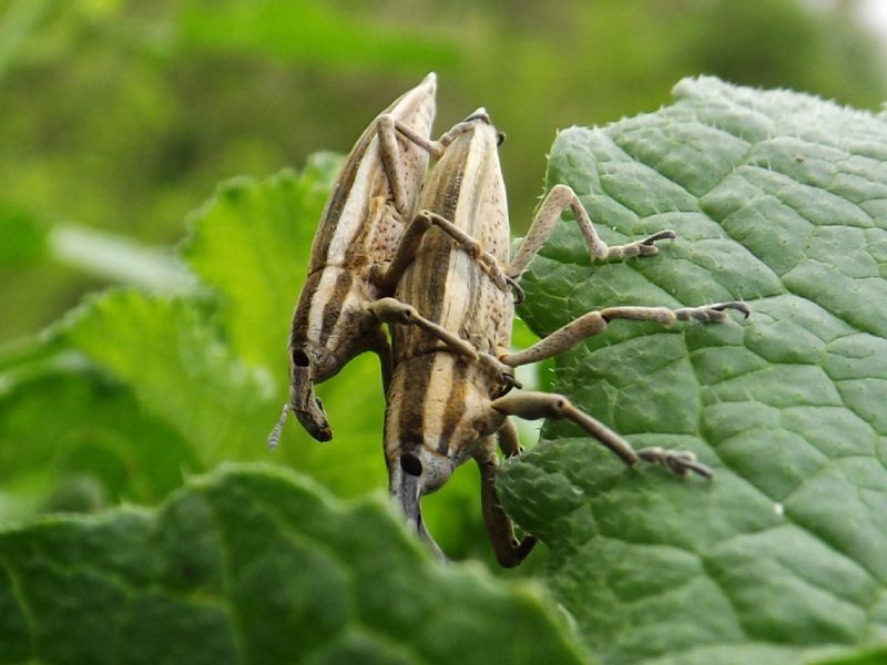 id Curculionidae - Lixus anguinus