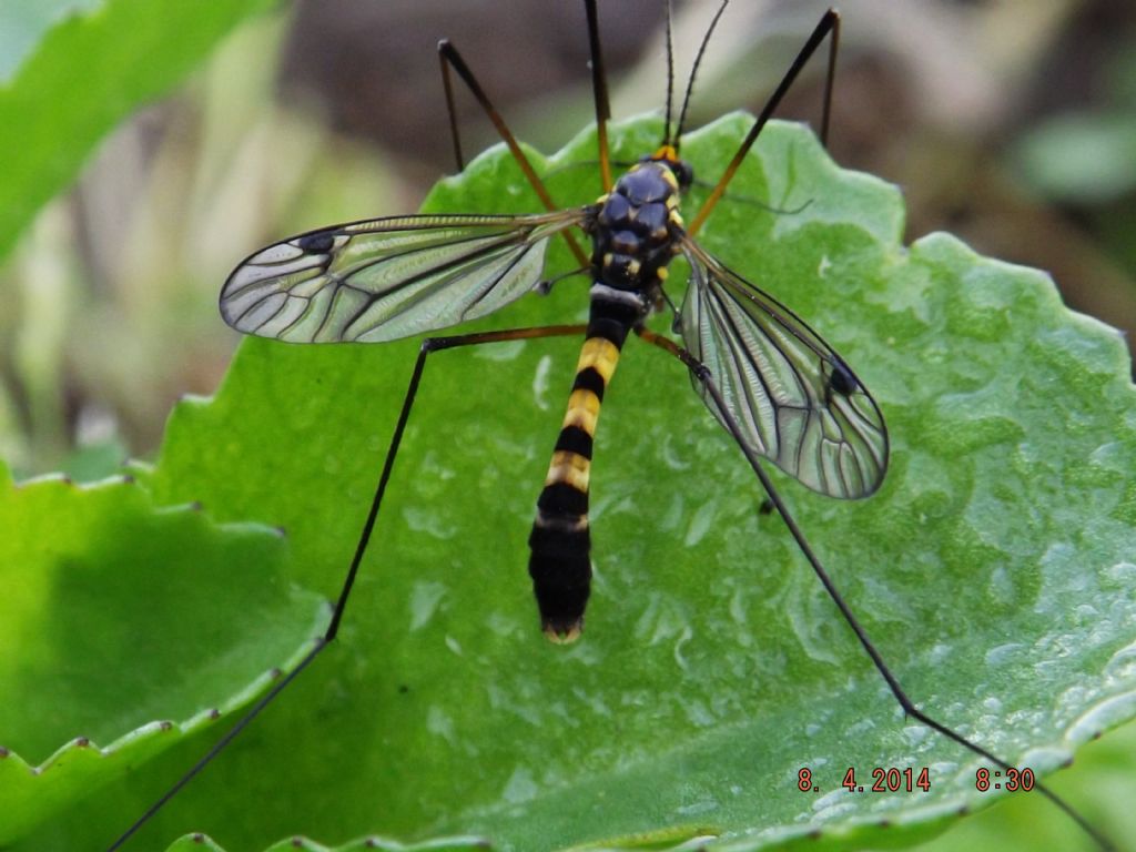 richiesta id