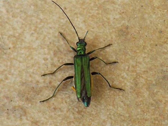 insetto verde - Oedemera nobilis