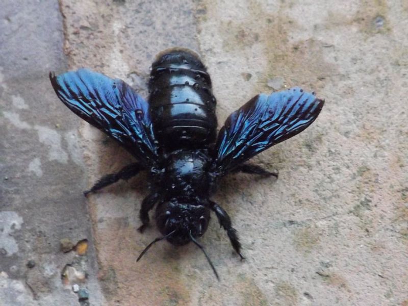 Xylocopa violacea