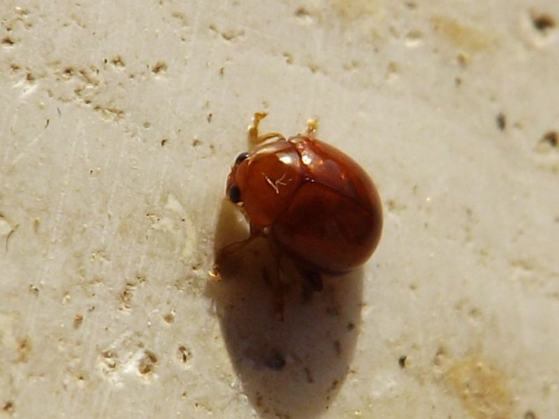 Sphaeroderma cf. rubidum (Chrysomelidae)