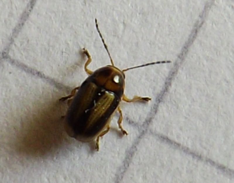 Cryptocephalus fulvus  (Chrysomelidae)