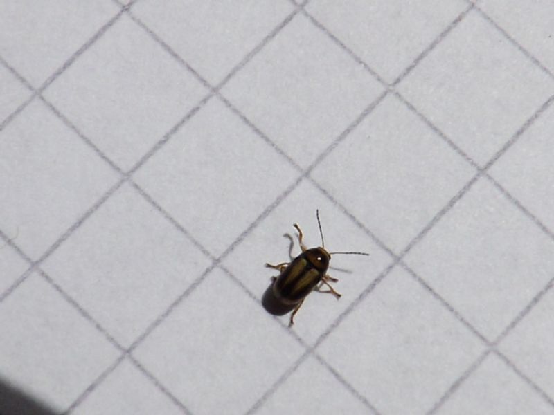 Cryptocephalus fulvus  (Chrysomelidae)