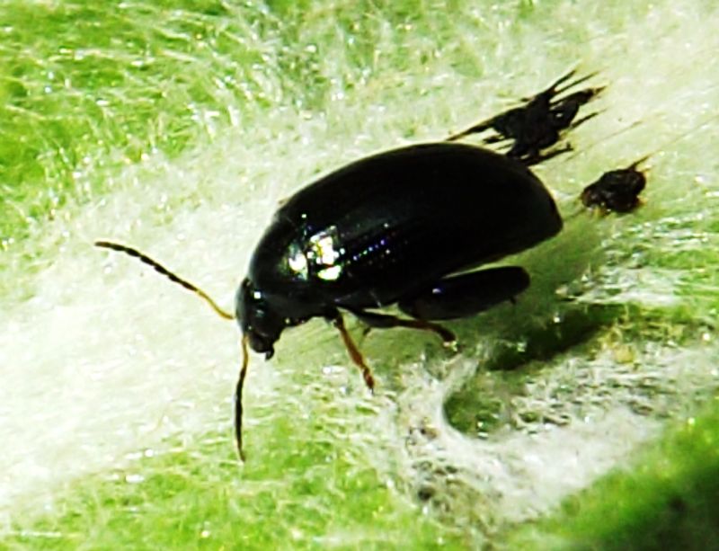Psylliodes sp. (Chrysomelidae)?