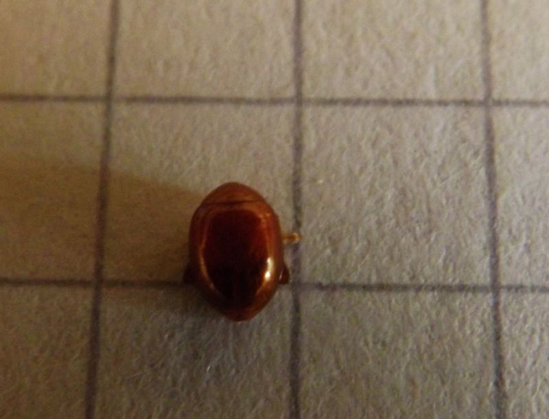 Sphaeroderma cf. rubidum (Chrysomelidae)