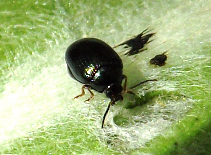 Psylliodes sp. (Chrysomelidae)?