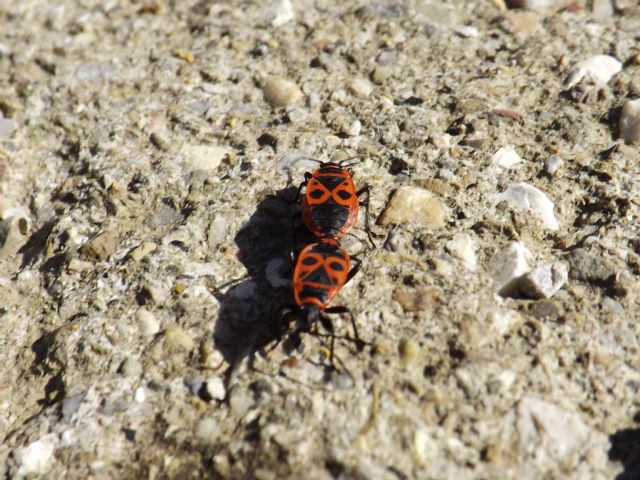 id hemiptera heteroptera