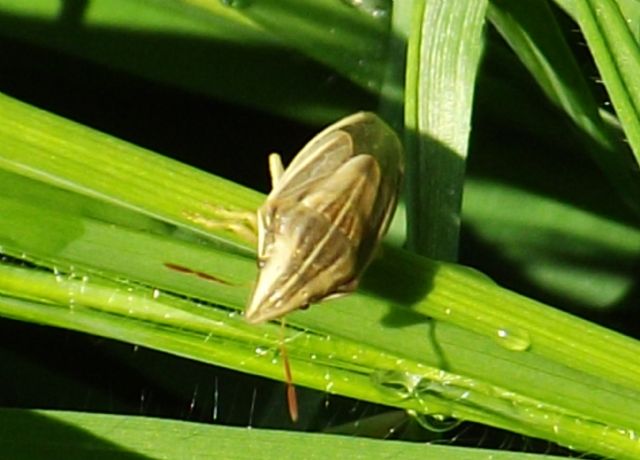 id hemiptera heteroptera