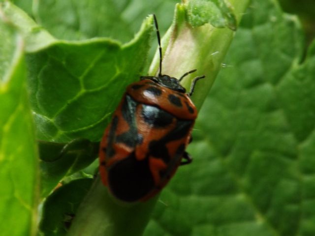 id hemiptera heteroptera