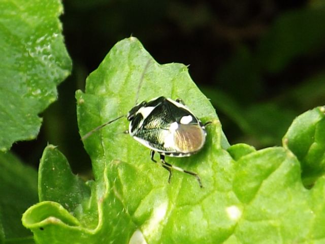 id hemiptera heteroptera