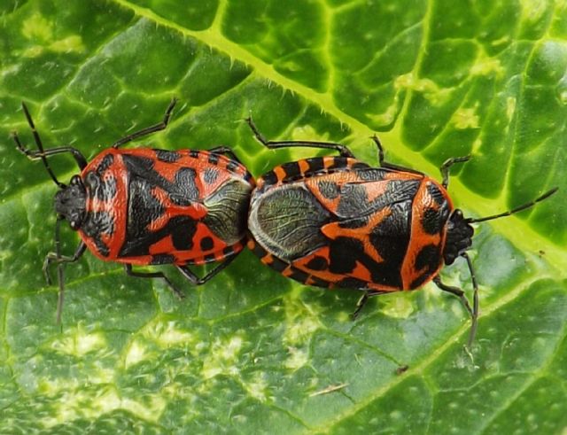 id hemiptera heteroptera