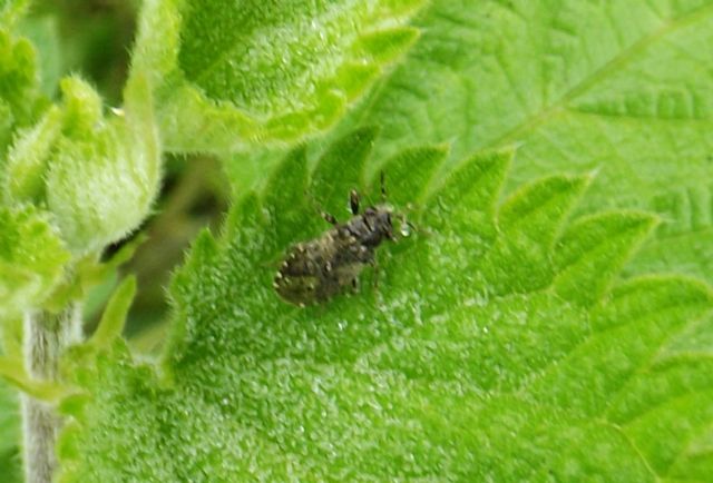 id hemiptera heteroptera