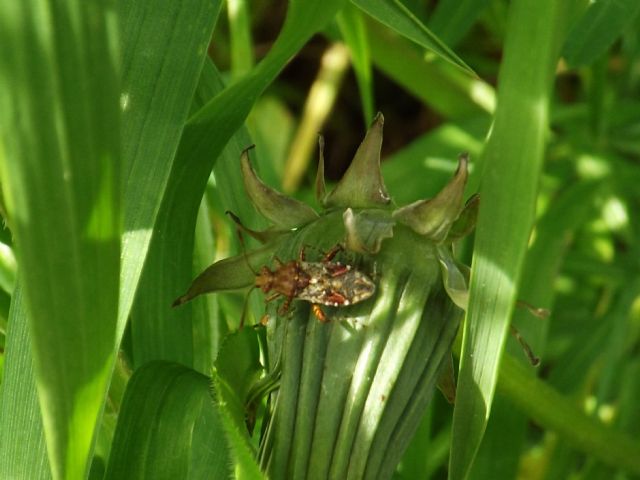 id hemiptera heteroptera