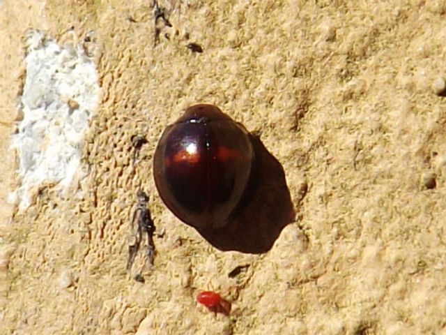 Chilocorus bipustulatus