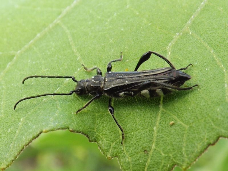 Stenopterus ater, femmina (Cerambycidae)