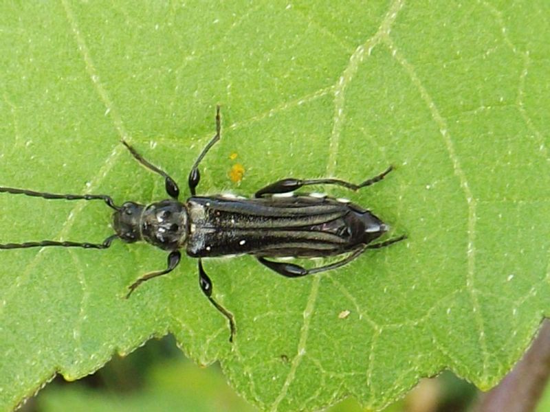 Stenopterus ater, femmina (Cerambycidae)