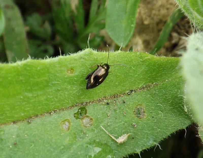 Chrysomelidae Alticini
