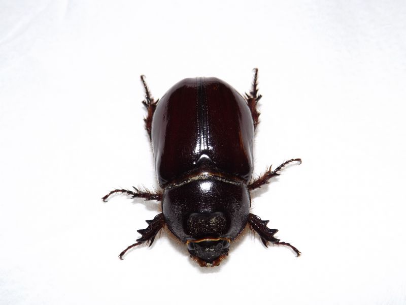 Dynastidae: Oryctes nasicornis