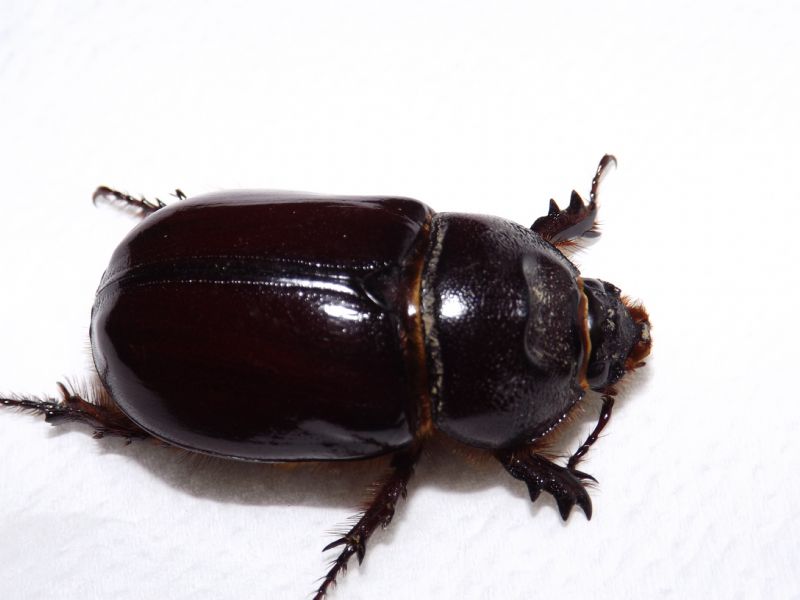 Dynastidae: Oryctes nasicornis