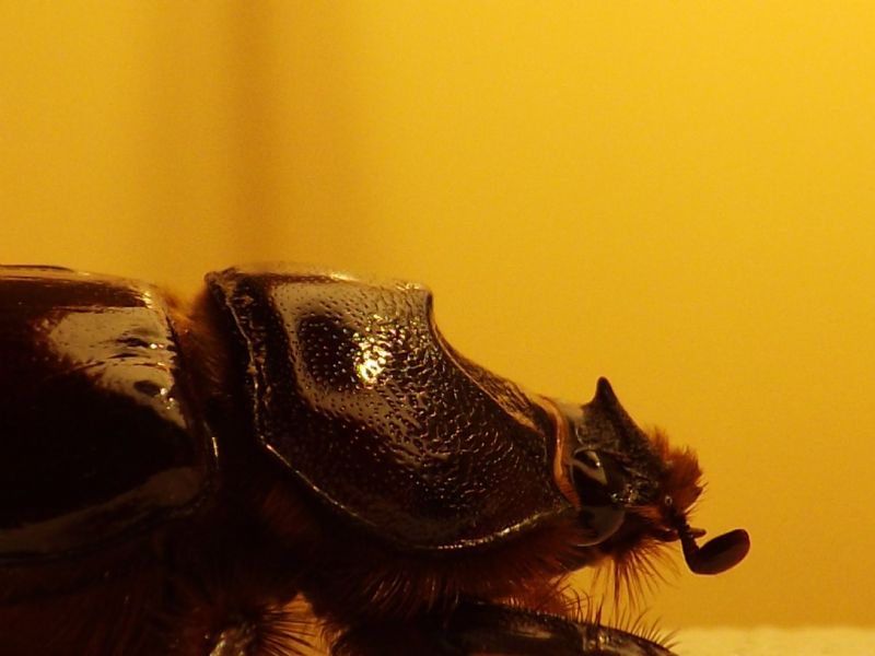 Dynastidae: Oryctes nasicornis