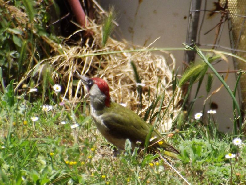 picchio verde