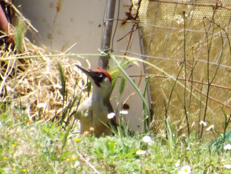 picchio verde