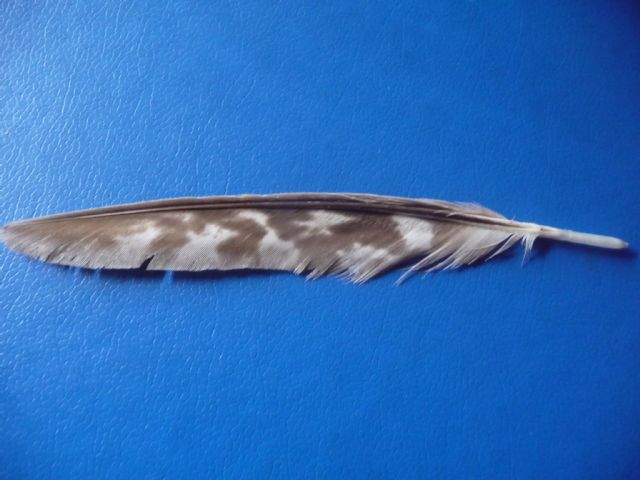 Rapace Da Id