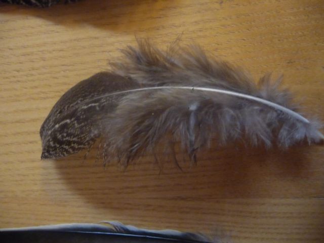 Identificazione Penne