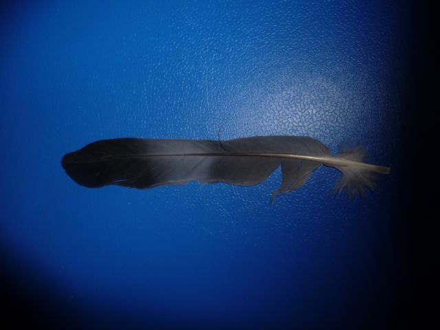 Timoniera Colombaccio