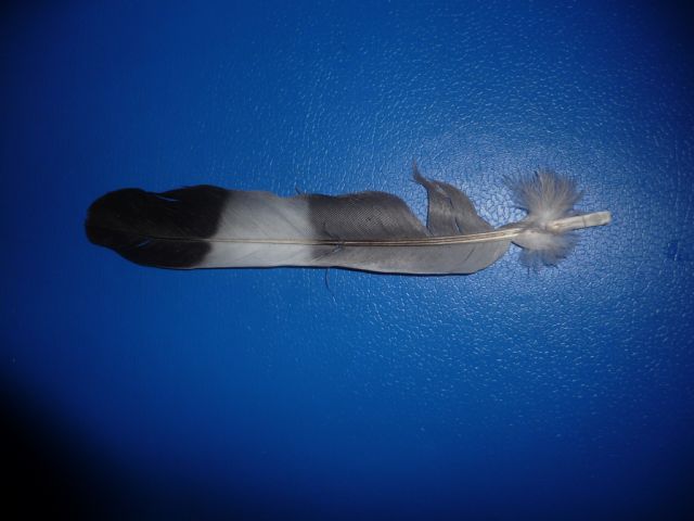 Timoniera Colombaccio