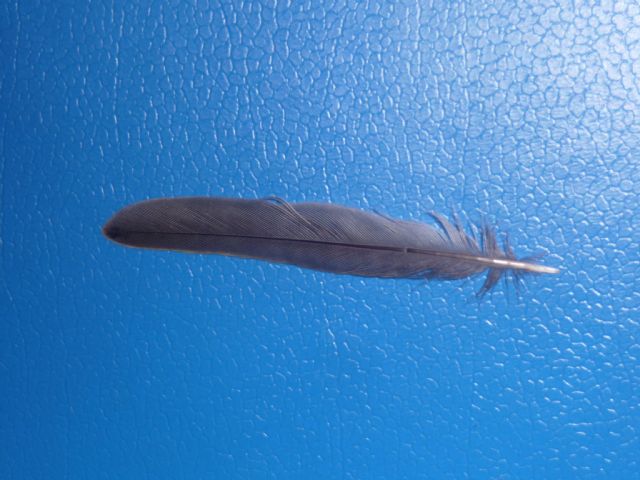 Da Identificare ( Timoniera Fringuello