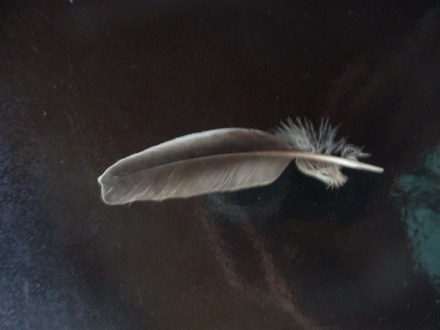 Identificazione Penne