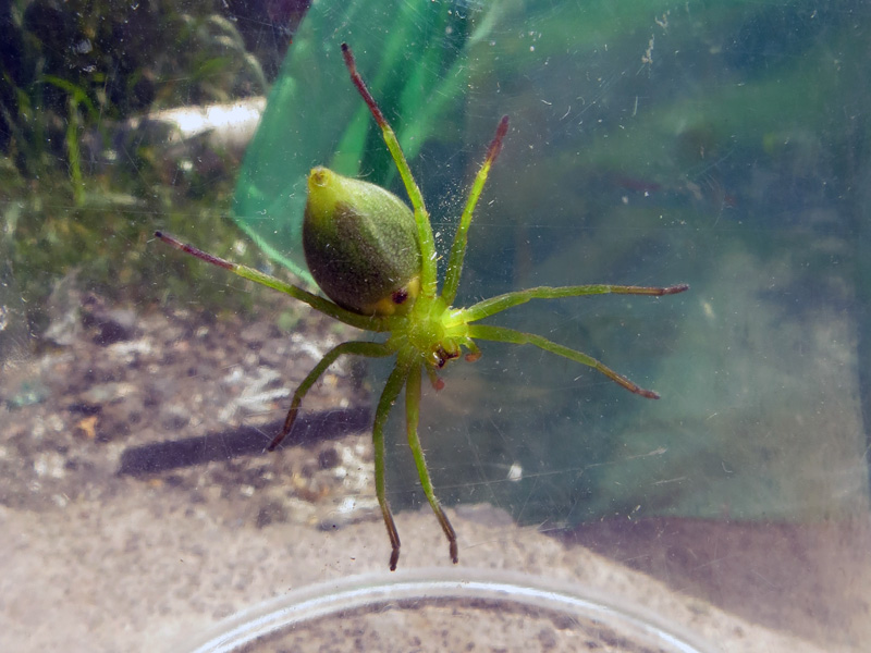 Micrommata ligurina - Catania (CT)