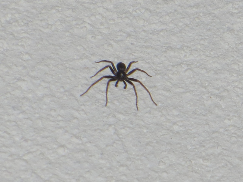 Pulchellodromus bistigma - Catania (CT)