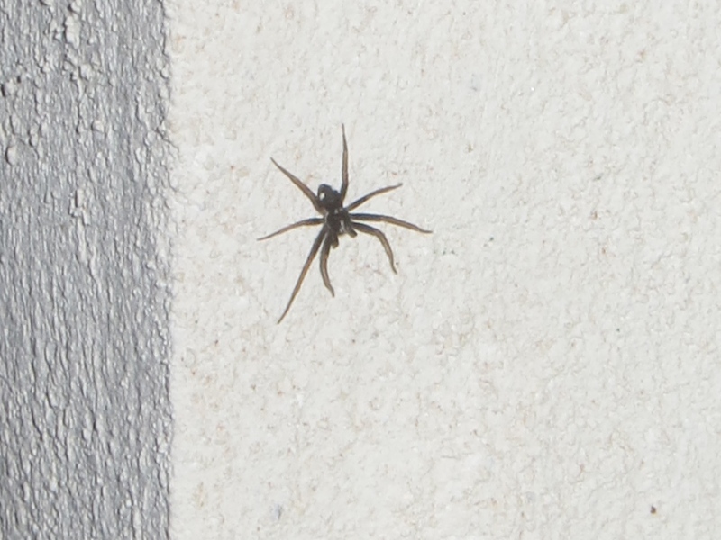 Pulchellodromus bistigma - Catania (CT)