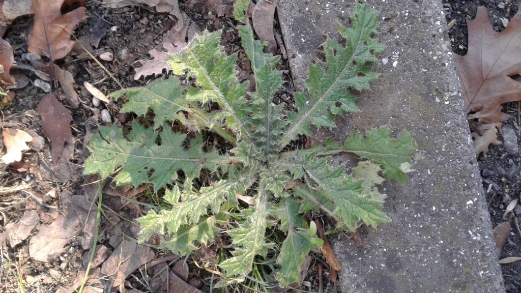 È forse uno stoppione (Cirsium arvense)?  No, Cirsium vulgare